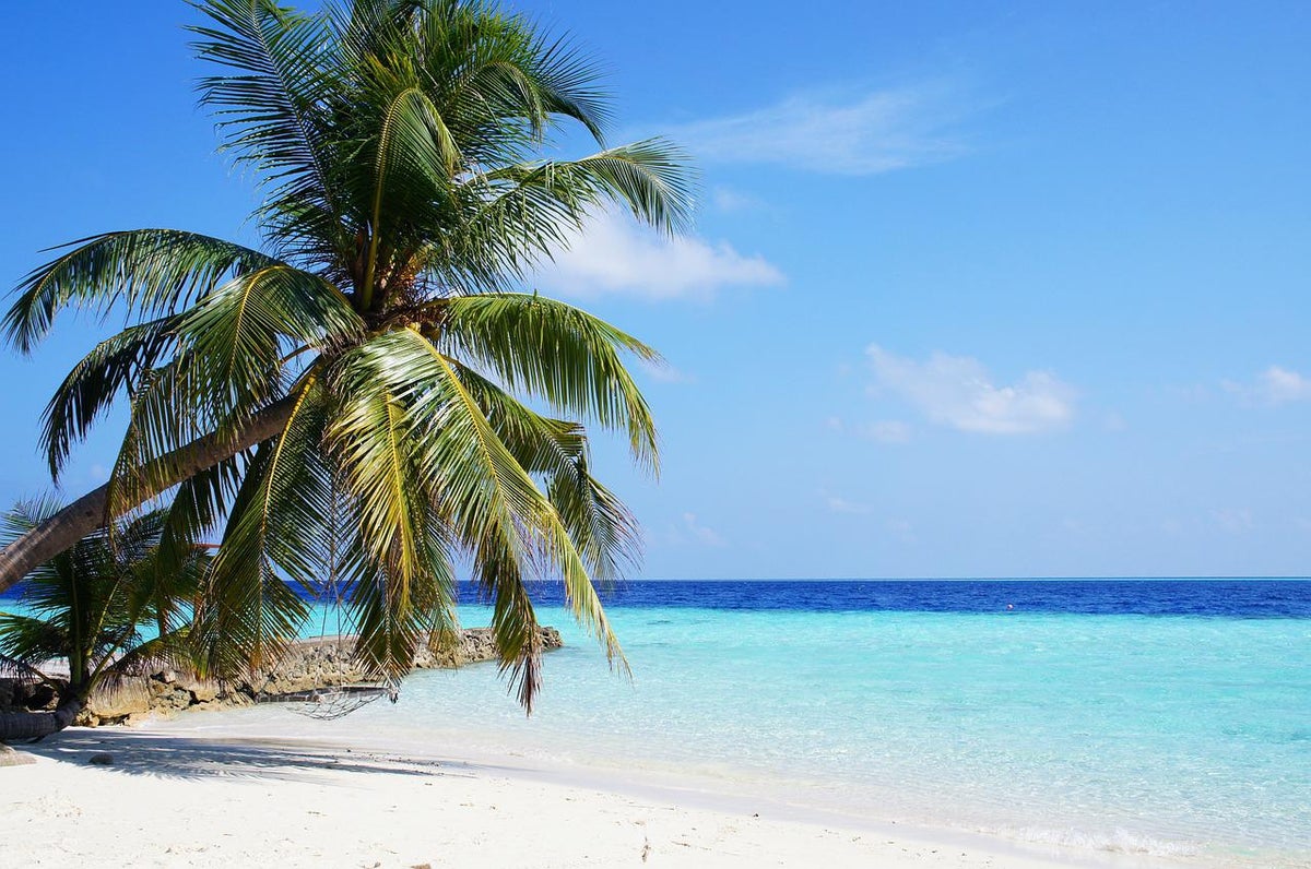 Palm tree in the Maldives