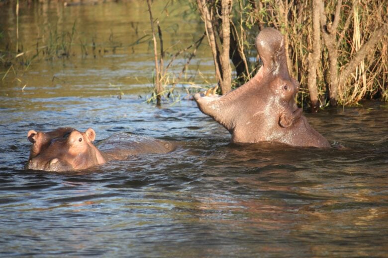 Hippos as seen on a river safari at Chobe National Park in Botswana.